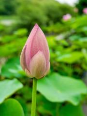 大連古代ハス⑥