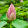 大連古代ハス⑥