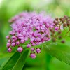 我が家の花たち②