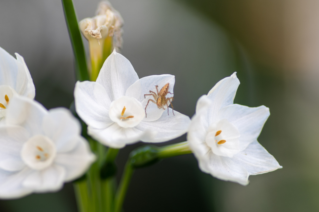 ―我が家のお花―