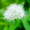 我が家の花たち③