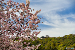 ―桜と松山城―