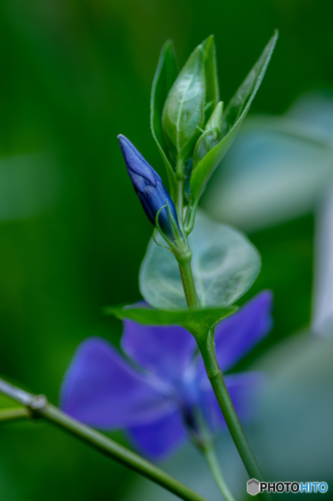 ―我が家のお花―