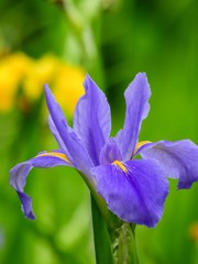 花菖蒲②