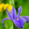 花菖蒲②