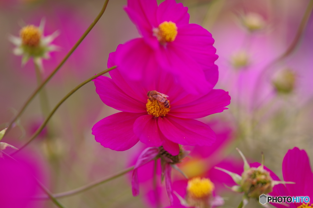 秋桜