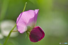 ―お家の周りの花たち⑥―