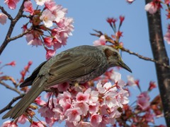 桜とヒヨドリ②