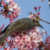 桜とヒヨドリ②