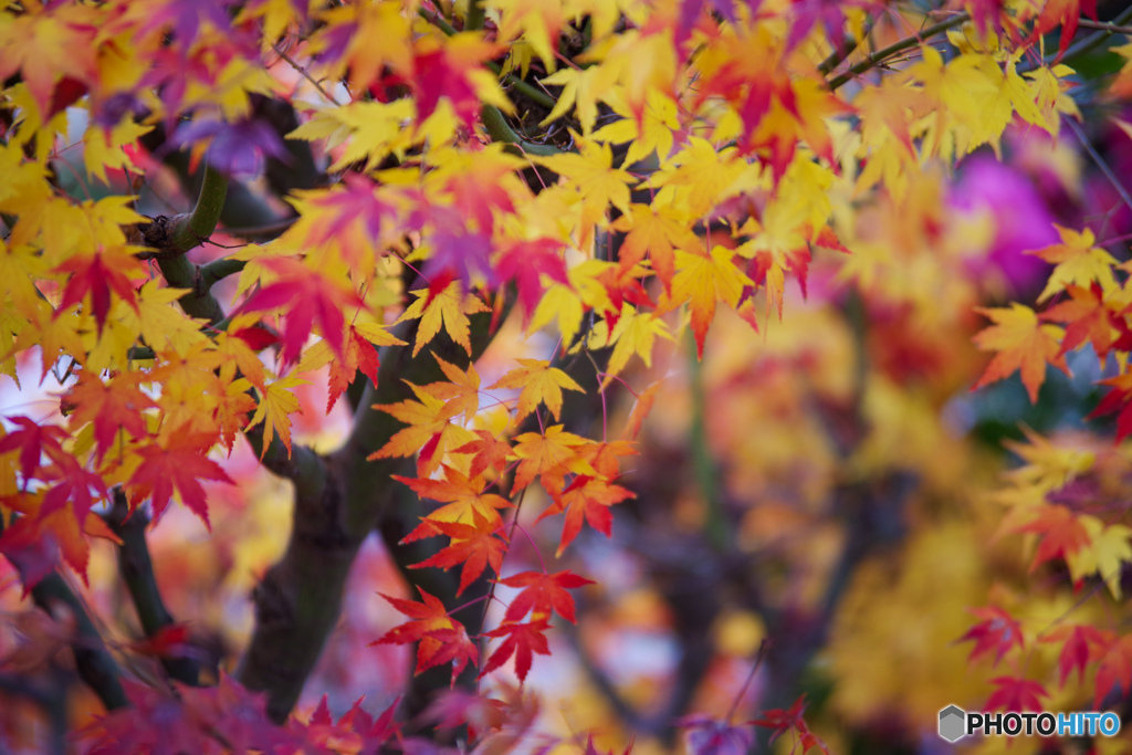 ―紅葉―