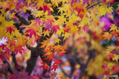 ―紅葉―