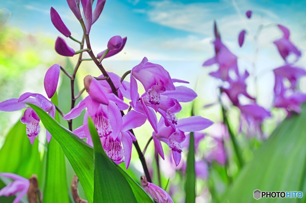 ―我が家のお花―