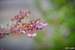―我が家の桜―