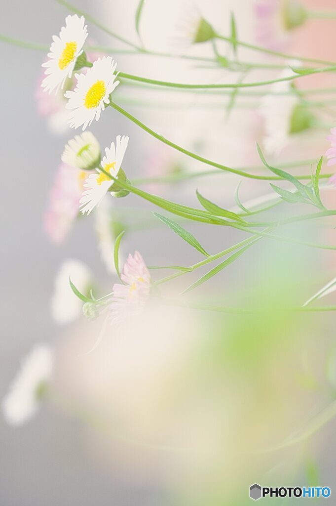 ー普通の野花ー