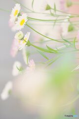 ー普通の野花ー