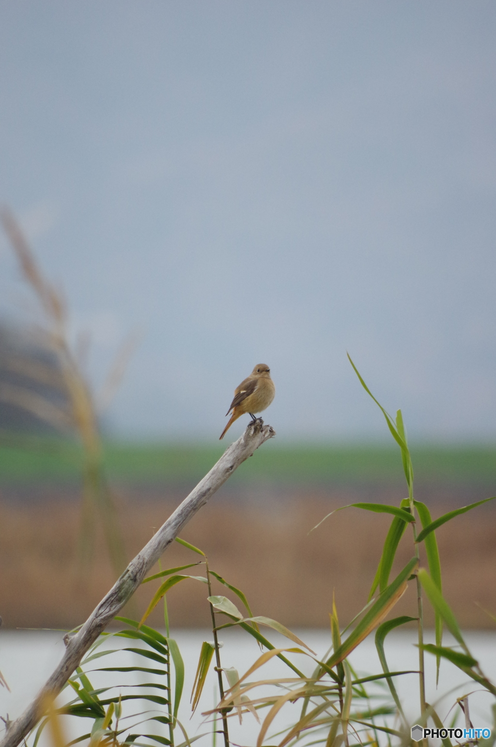 ジョウビタキ(♀)