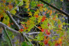 紅葉