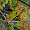 紅葉