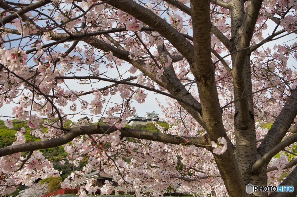 ―桜と松山城―