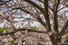 ―桜と松山城―