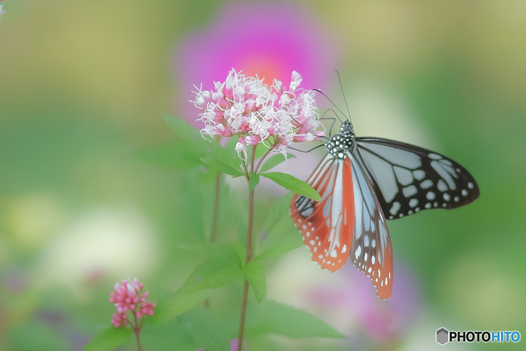 ―アサギマダラ―