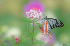 ―アサギマダラ―