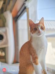愛猫むぎくん