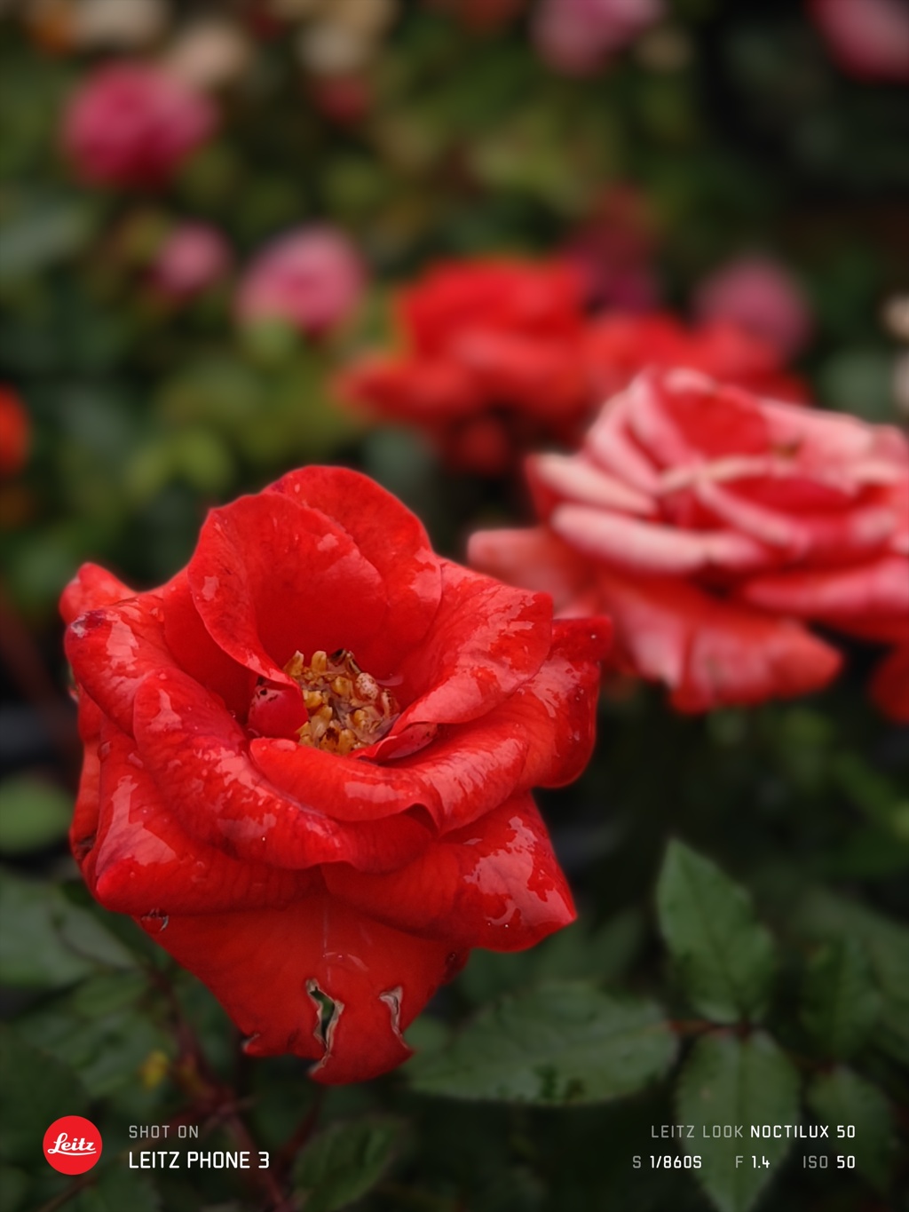 真っ赤な薔薇