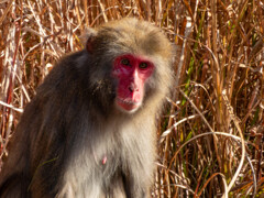 野生の猿