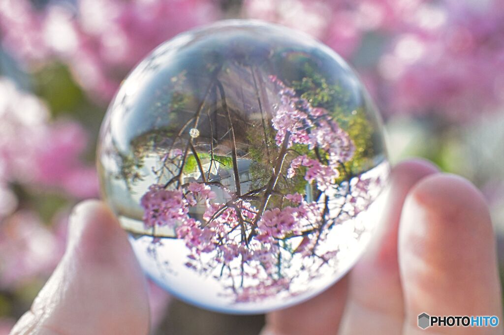 ―レンズボールで桜撮影―