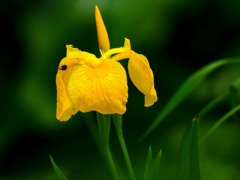 花菖蒲①