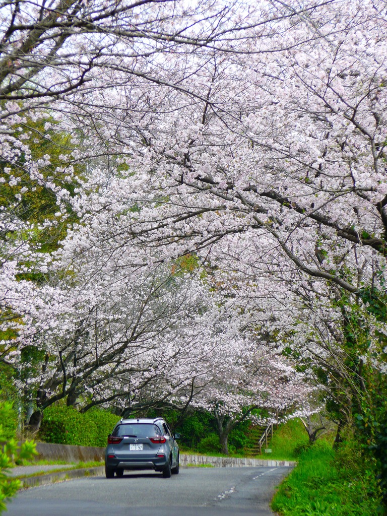 桜のトンネル