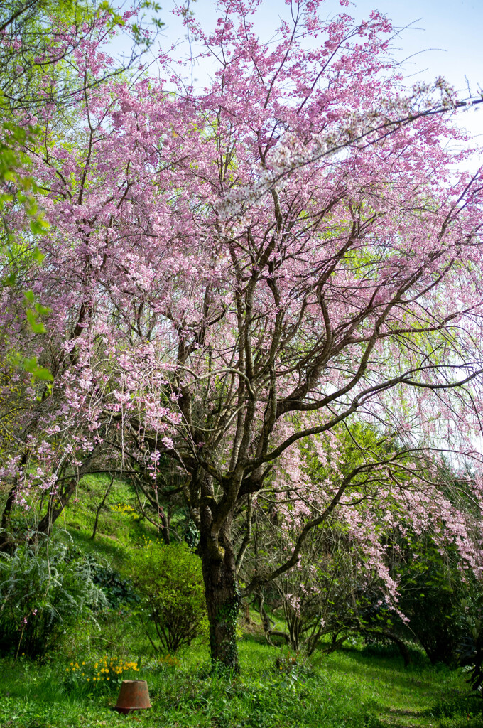 しだれ桜