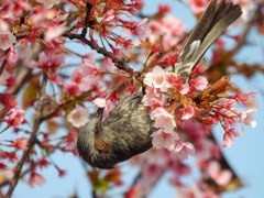 桜とヒヨドリ①