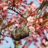 桜とヒヨドリ①