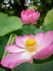 大連古代蓮