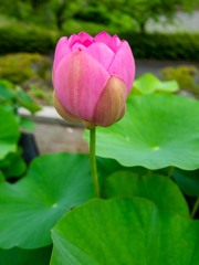 大連古代ハス④