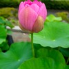 大連古代ハス④