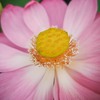 「大連古代蓮」