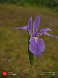 花菖蒲④