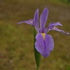 花菖蒲④
