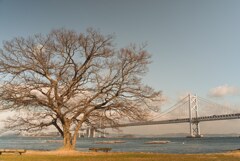 －瀬戸大橋を見守る大きな木－
