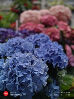 少し早い紫陽花