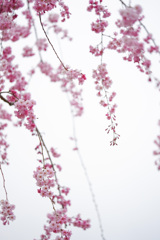 花曇*ஐ:*