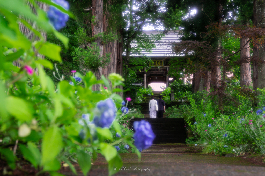 紫陽花寺.