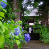 紫陽花寺.