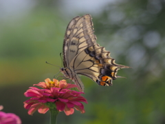 専属モデル♡♡