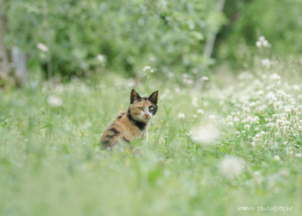 6月の風❁*.ﾟ