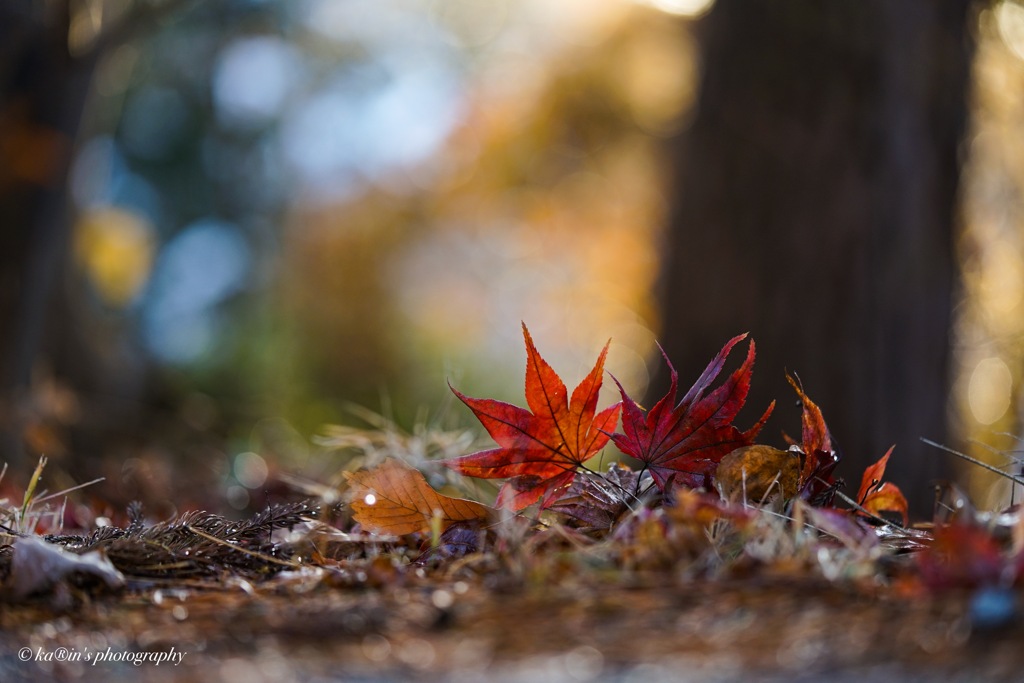 Dyed in autumn colors.