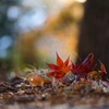 Dyed in autumn colors.